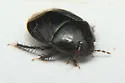 Rhytidoporus compactus - photo 3