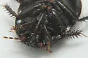 Rhytidoporus compactus - photo 4