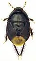 Rhytidoporus compactus - photo 5