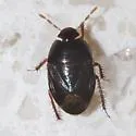 Rhytidoporus indentatus - photo 2