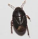 Rhytidoporus indentatus - photo 3