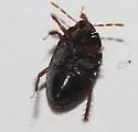 Rhytidoporus indentatus - photo 4