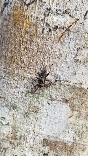 Rhytidops floridensis - photo 2