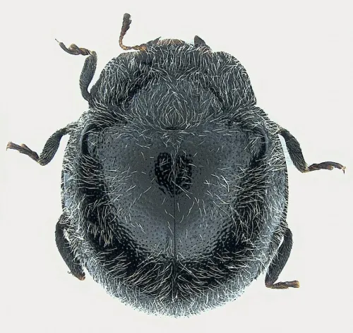 Rhyzobius forestieri