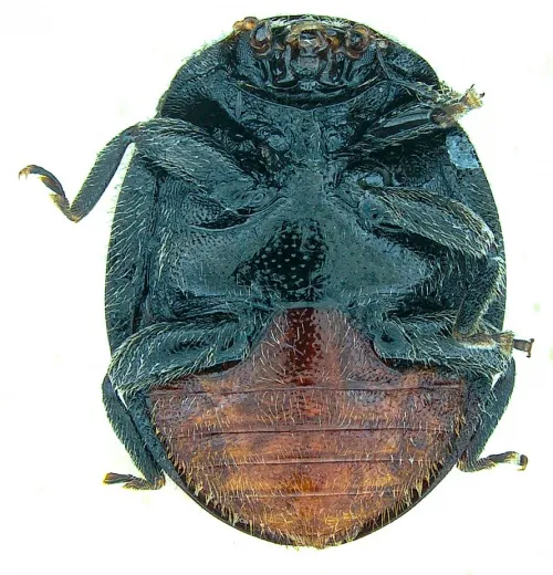 Rhyzobius forestieri - photo 2