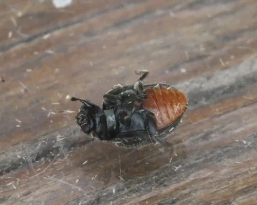 Rhyzobius forestieri - photo 3