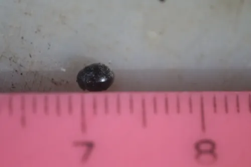 Rhyzobius forestieri - photo 6