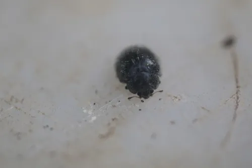 Rhyzobius forestieri - photo 7