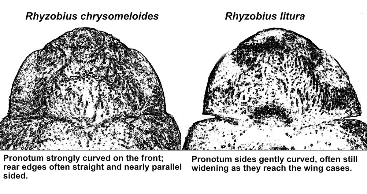 Rhyzobius litura