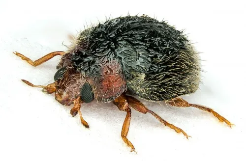 Rhyzobius lophanthae