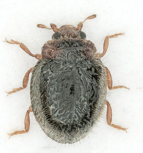Rhyzobius lophanthae - photo 2