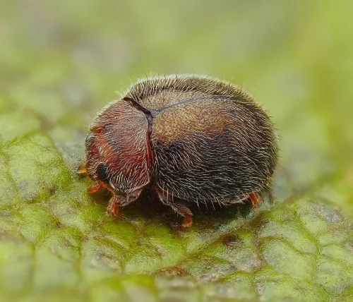 Rhyzobius lophanthae - photo 4