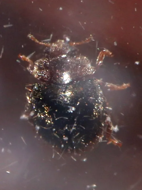 Rhyzobius lophanthae - photo 7