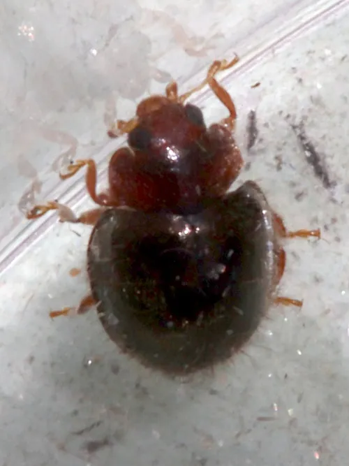 Rhyzobius lophanthae - photo 8