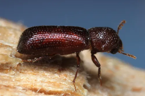 Lesser Grain Borer