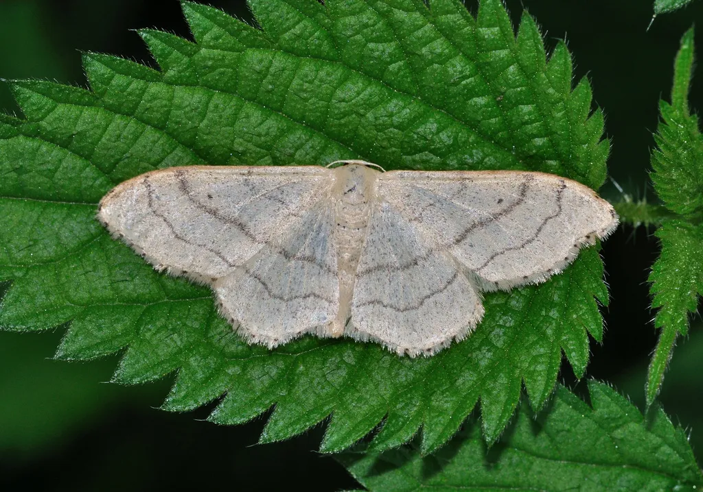 Riband Wave - photo 2