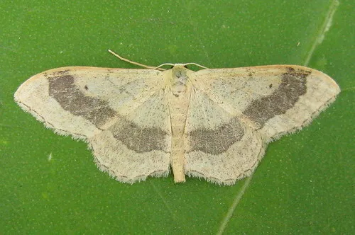 Riband Wave - photo 4