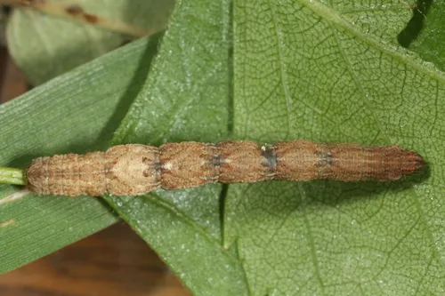Riband Wave - photo 5