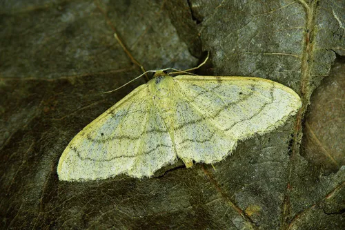 Riband Wave - photo 6