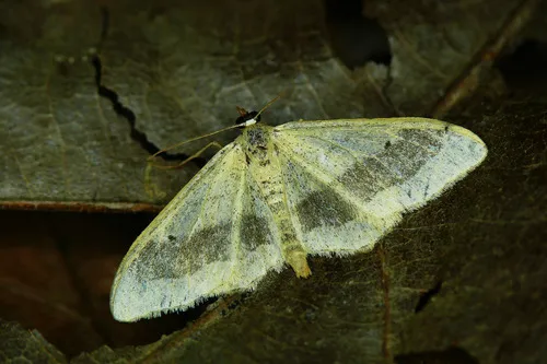 Riband Wave - photo 8