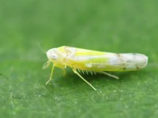 Ribautiana tenerrima sensu lato
