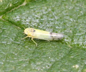 Ribautiana tenerrima sensu lato - photo 2
