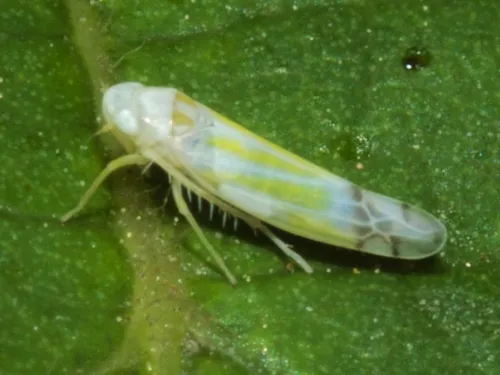 Ribautiana tenerrima sensu lato - photo 3