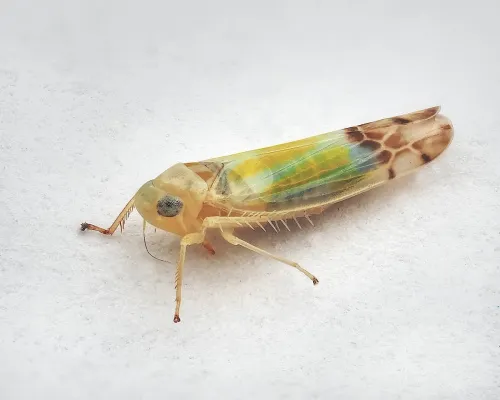 Ribautiana tenerrima sensu stricto