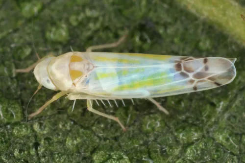 Bramble Leafhopper