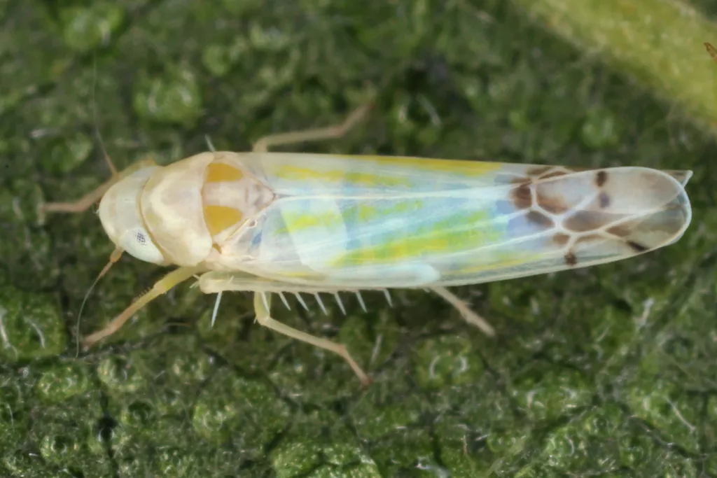 Bramble Leafhopper - photo 2