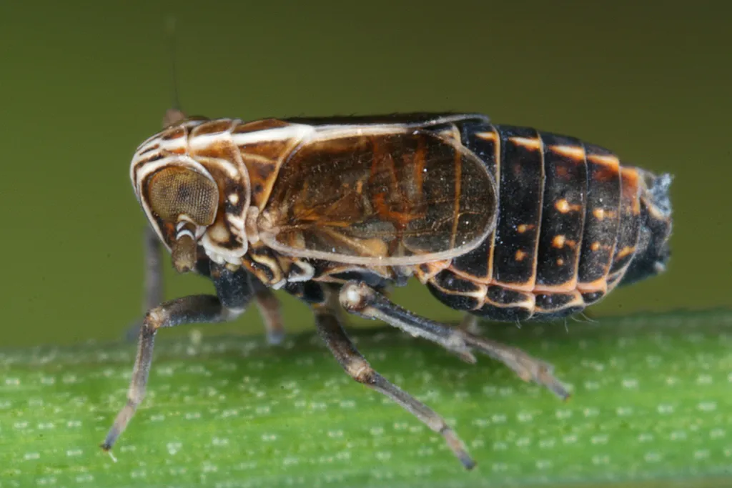 Ribautodelphax albostriata - photo 2