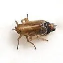 Ribautodelphax pusilla