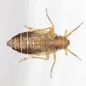 Ribautodelphax pusilla - photo 3