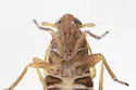 Ribautodelphax pusilla - photo 4