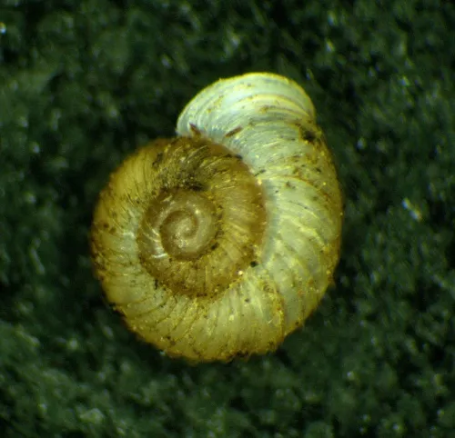 Ribbed Grass Snail