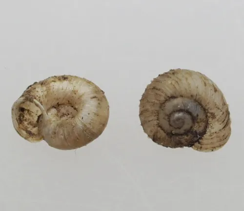 Ribbed Grass Snail - photo 2