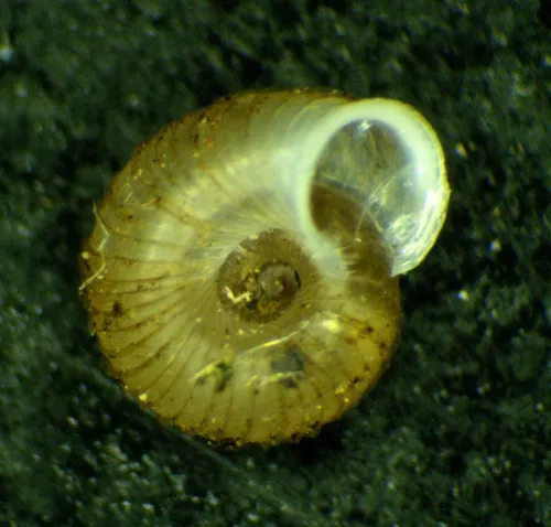 Ribbed Grass Snail - photo 3