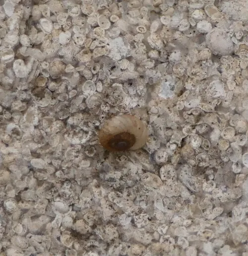 Ribbed Grass Snail - photo 4