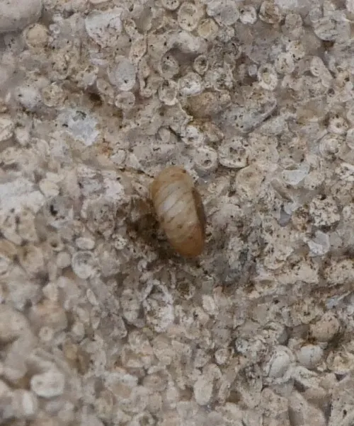 Ribbed Grass Snail - photo 5