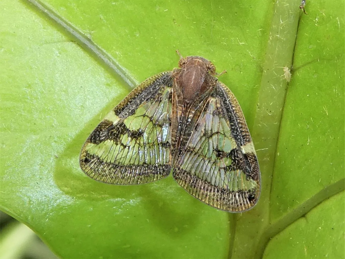 Ricaniid Planthoppers - photo 3