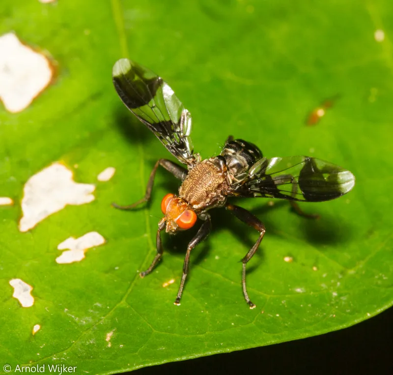 Richardiidae - photo 2