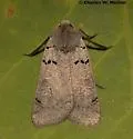 Richia chortalis - Hodges#10881