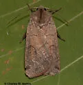 Richia chortalis - Hodges#10881 - photo 2