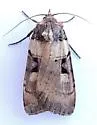 Richia herculeana - Hodges#10879.1