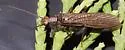 Rickera sorpta