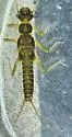 Rickera sorpta - photo 2