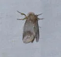Rifargia benitensis - Hodges#7987