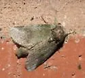 Rifargia benitensis - Hodges#7987 - photo 4