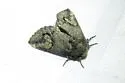 Rifargia ditta - Hodges#7986