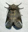 Rifargia occiclina - Hodges#7986.1